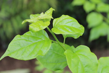 GREEN LEAVES