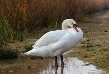 ducks in their habitat

