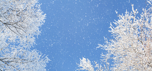 Winter blue sky and snowy tree