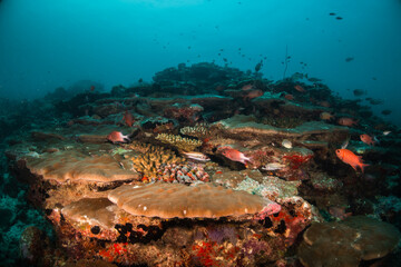 Fototapeta na wymiar Underwater photography. Coral reef ecosystem scene, schooling fish swimming among colorful coral reefs in blue water