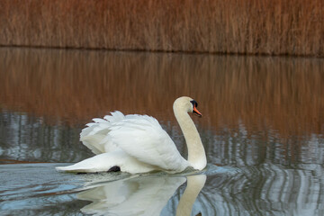 ducks in their habitat
