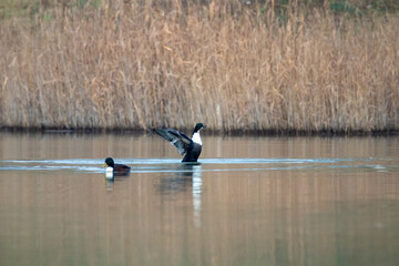 ducks in their habitat
