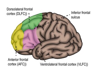 The surface of human's brain shown frontal lobe and its relative region. 