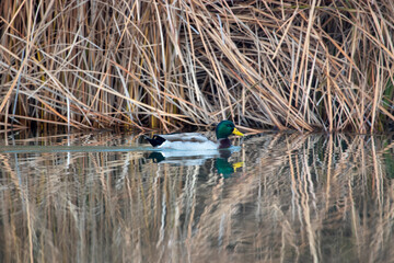ducks in their habitat
