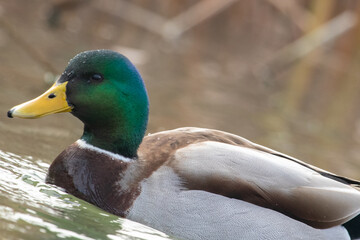 ducks in their habitat
