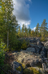 Fototapeta na wymiar Boreal forest natural habitat in the presence of rocks in portrait