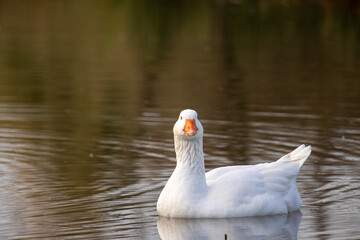 ducks in their habitat
