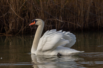 ducks in their habitat
