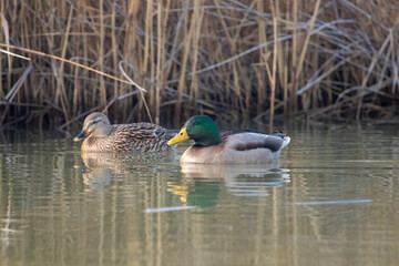ducks in their habitat
