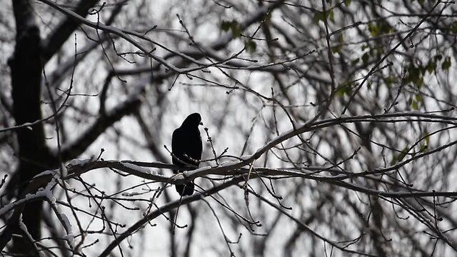 Crow sitting on a snow-covered branch. Bird in the winter park.