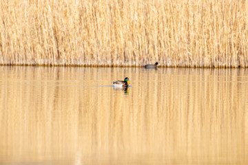ducks in their habitat

