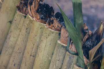 Obraz premium Cooking rice in a bamboo cylinder