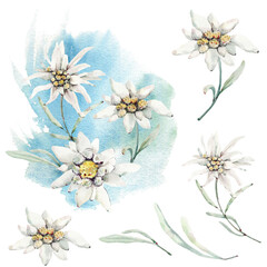 Handpainted watercolor wild flowers and herbs. - 412447441