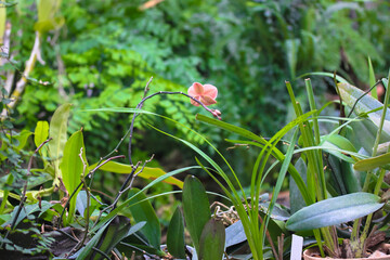A coral orchid blooming flower in the greenhouse on a blurred background. Growing tropical plants in the botanical garden. Trip to the jungles.