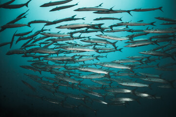Fototapeta na wymiar Underwater photography. Schooling barracuda and reef fish swimming in blue water among coral reefs. Asia, Maldives, scuba diving