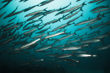 Fototapeta na wymiar Underwater photography. Schooling barracuda and reef fish swimming in blue water among coral reefs. Asia, Maldives, scuba diving