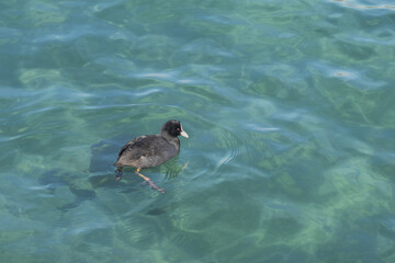 Fulica atra, Eurasian coot  is floating on the sea