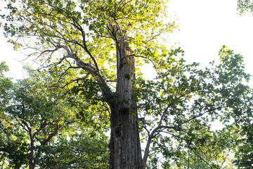 Teak tree in the forest.