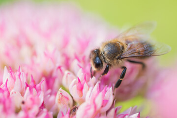 Honey bees collect pollen Spiraea flower. Macro shot.