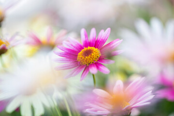 Obraz premium マーガレット