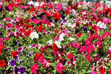 Petunia flower is blooming in the flower garden.