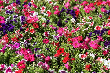 Petunia flower is blooming in the flower garden.