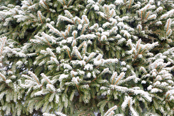 Winter background. Branches of pine, spruce, covered with snow, frost. Coniferous branches covered with hoarfrost.