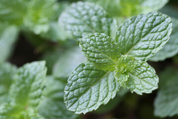 Freshness Peppermint leaf.