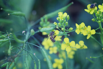 Fresh Cantonese in the vegetable garden.