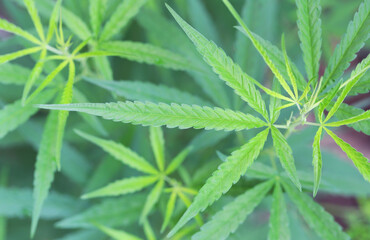 Fresh Cannabis or hemp.