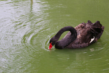 Naklejka premium Black swan swimming.