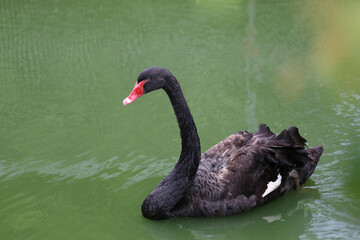 Fototapeta premium Black swan swimming.