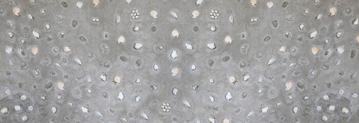 Panorama wall of mortar surface and have shells of sea clam decoration.