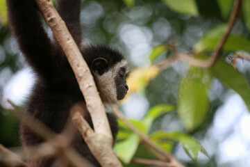 Black gibbon monkey on the tree.