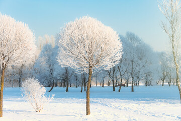 Frosty trees with rounded crown in a city park and bright sun in the sky after a night cold fog.