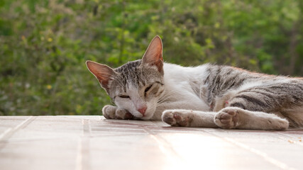 Fototapeta premium cat on the floor