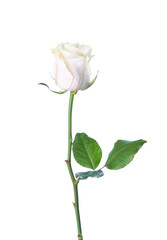 Obraz premium Pale light pink Rose with green leaf isolated on white background.