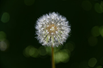 Tell the time by blowing the seeds off the dandelion clock