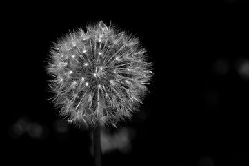 The seed head of the dandelion, often used in a popular child's game