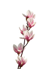 Light pink Magnolia flowers isolated on white background.