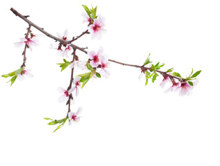 Flowering branch of Almond tree  isolated on white background.