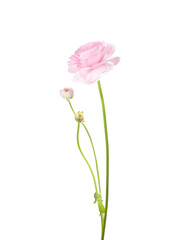  Ranunculus of pale pink color isolated on white background. Persian Buttercup