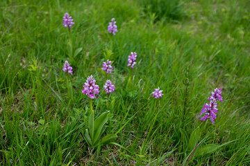 Obraz na płótnie Canvas meadow with blooming military orchids