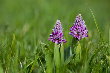 military orchid is a species of orchid native to Europe