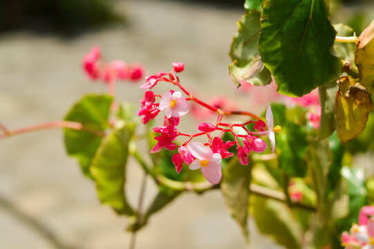 blossoming flower in progress tobe beautiful petals