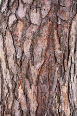 Macro of a bark of  trees creates an abstract effect of texture