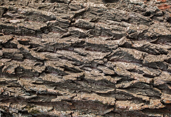 Macro of a bark of  trees creates an abstract effect of texture