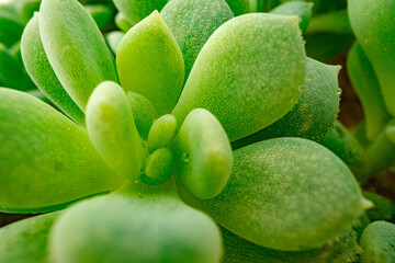 Background of succulent plant texture close up