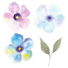  Paint set of hand-drawn watercolor blue and violet flowers on a white background. Use for menus, invitations, wedding