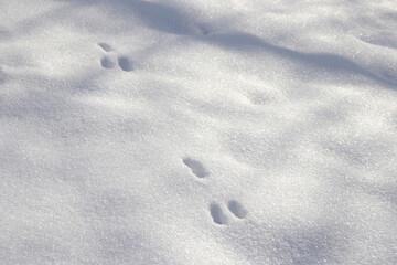 pfotenabdrücke vom wildkaninchen im schnee